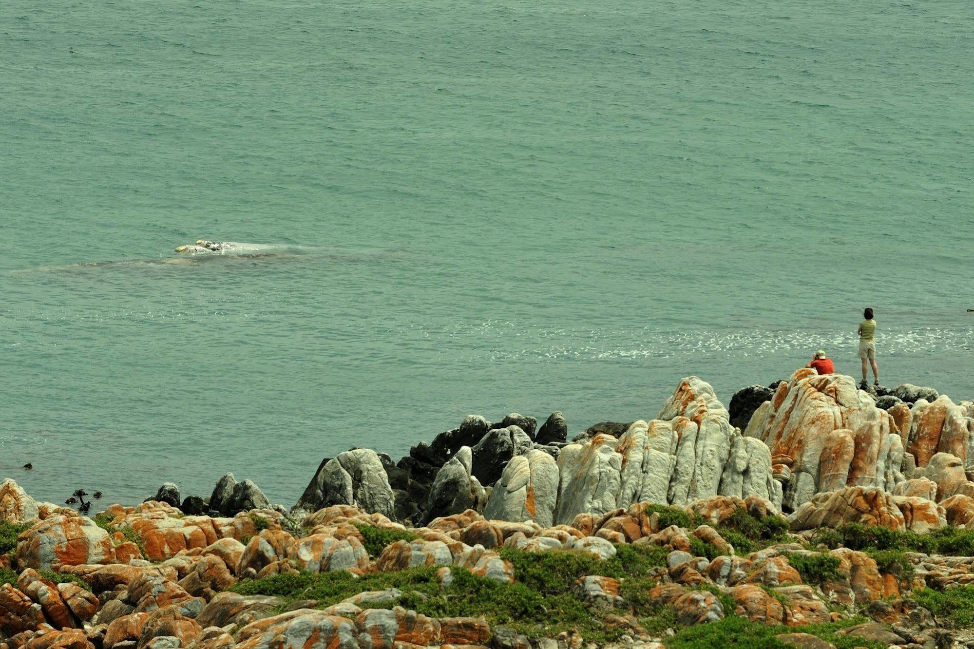 Whalesong Lodge Gansbaai Esterno foto